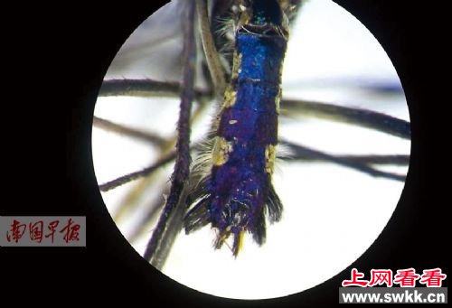 广西检验检疫局南宁机场办事处采集的华丽巨蚊。