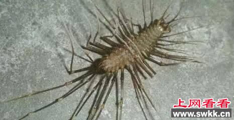 俗称钱串子。一种小昆虫,节肢动物,像蜈蚣而略小,有毒。如果家里发现有这种虫子,那么就得做大扫除了。