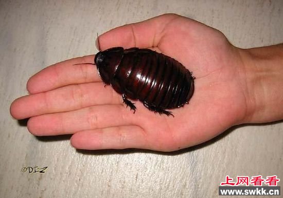 好吧，这个可爱的家伙叫做犀牛蟑螂，来自阳光明媚的澳大利亚。而且，你可能已经猜到了，它是世界上最大的蟑螂。他们可以长到成人平均手掌大小，重达35克，也是世界上最重的蟑螂。我们想知道它的洞穴到底在哪儿。