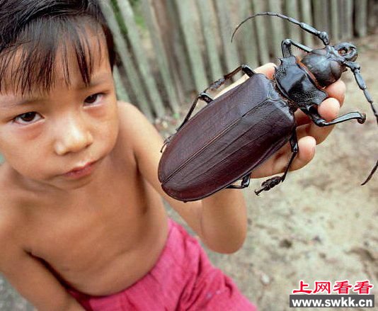 泰坦甲虫是世界上最大的甲虫。有些人称之为巨型蟑螂(谢谢你把这个想法放在我的脑袋中)，但他们不是蟑螂，而是真正的甲虫。泰坦是亚马逊雨林中已知最长的甲虫，在哥伦比亚、巴西北部和法属圭亚那都有它们的存在。他们更喜欢炎热、潮湿的地区。幸好我们喜欢凉爽、干燥的地区。