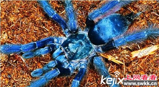 超巨型蜘蛛大于狗能捕食老鼠