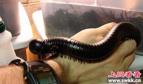 马陆(millipede)也叫千足虫、千脚虫、秤杆虫。马陆属于无脊椎动物，多足纲，倍足亚纲，体节组成。长约20～35厘米，暗褐色，背面两侧和步肢赤黄色。马陆能喷出有刺激性气味的液体，热带雨林中的马达加斯加猩红马陆喷出的液体能使人双目片刻失明。马陆在世界上约10000种。世界上最大的千足虫是非洲巨人马陆，可达38厘米长，身围直径有4厘米。身体黝黑光亮，被触碰后，它的身体会扭转成螺旋形。