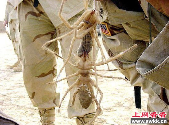 巨骆驼蜘蛛是恶毒的食肉动物，虽然它们对人类没有致命威胁，但这并不意味着他们不喜欢杀害其他昆虫、老鼠、蜥蜴、鸟类。它们生活在整个中东的沙漠，据说经常爬进士兵的睡袋。可能嫌弃战争还不够糟糕。