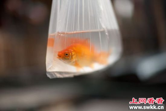 她带孩子去买金鱼 鱼买回来后老公竟要枪毙她