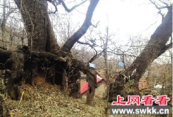 子母槐