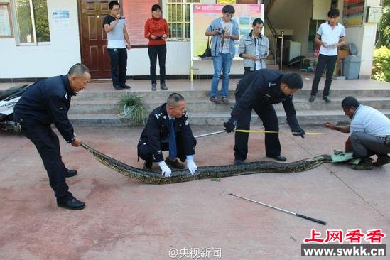 云南发现身长近4米蟒蛇 年龄或达100岁(图)