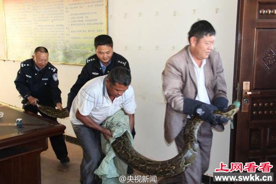 云南发现身长近4米蟒蛇 年龄或达100岁(图)