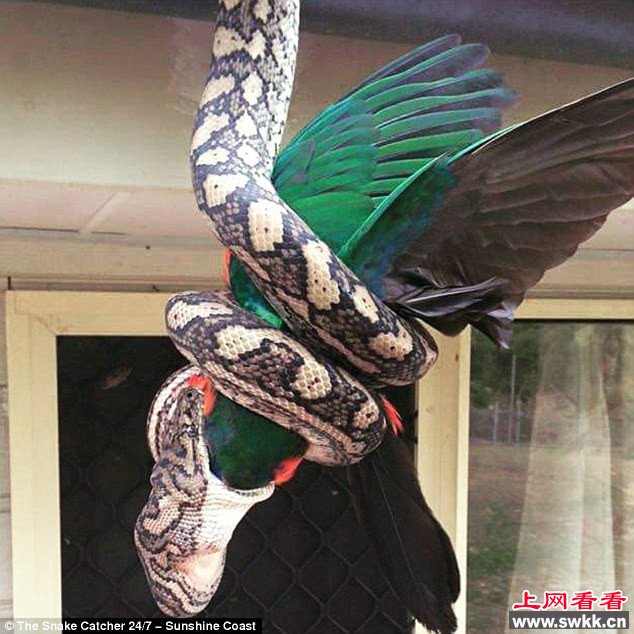 蟒蛇吞食半米高鹦鹉