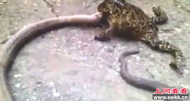 巨蟾死死咬住蛇头,被咬的蛇努力挣扎,扭动着要从蟾蜍口中脱离出来。(网页截图)