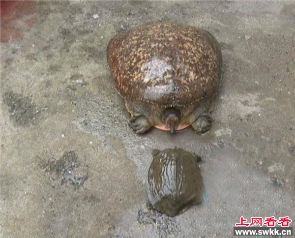 渔民捕获重达10斤百岁甲鱼