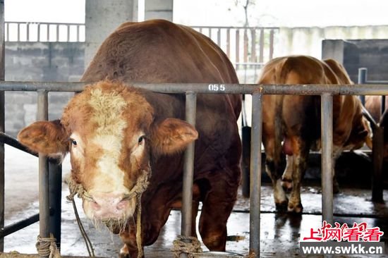 刘伟介绍，牛的寿命一般在25到30年。该“牛王”还年轻，体重还会继续增长。