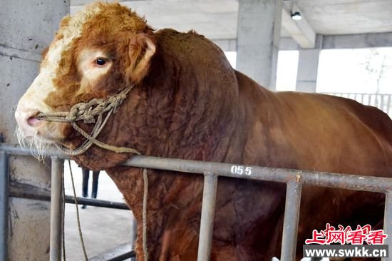 1月8日，四川泸州，叙永县某牧场养出了一头“牛王”，这头4岁的“西门达尔”杂交牛身长2.6米，胸围约3米，体重约1780公斤。