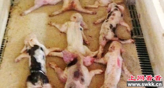 19个小猪被当场压死，后来又有53只因严重的挤压伤死亡。(网页截图)