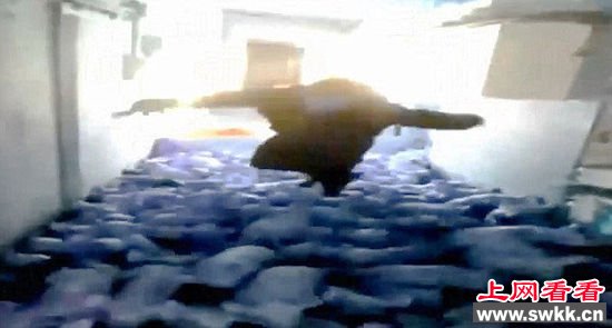 一个身材肥胖的西班牙男子扑向一群猪崽，致72只猪崽死亡。网页截图