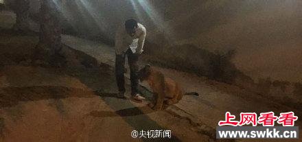 迪拜一土豪家养狮子出逃 社区闲逛3小时(图)