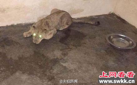 迪拜一土豪家养狮子出逃 社区闲逛3小时(图)