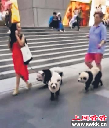 狗主人给松狮犬染色假扮熊猫带其逛街引围观（图）