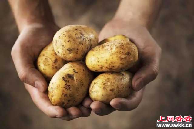 NASA正选种培植火星救援中的“火星土豆”