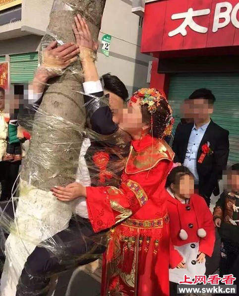 图为新郎官被挂树上。