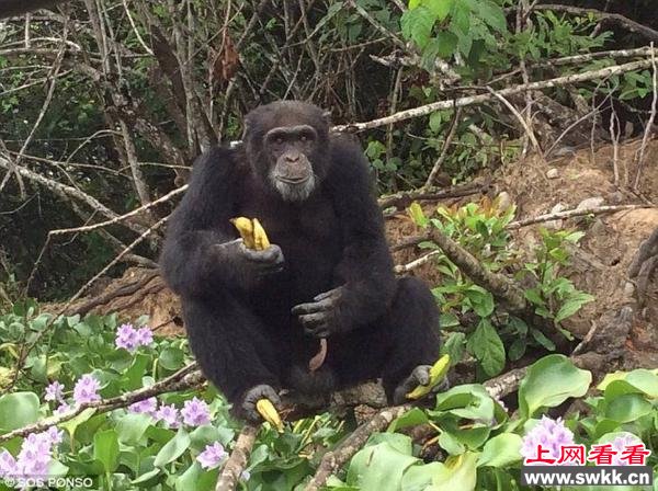 猩猩试验后遭丢弃