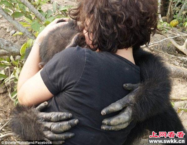 猩猩试验后遭丢弃