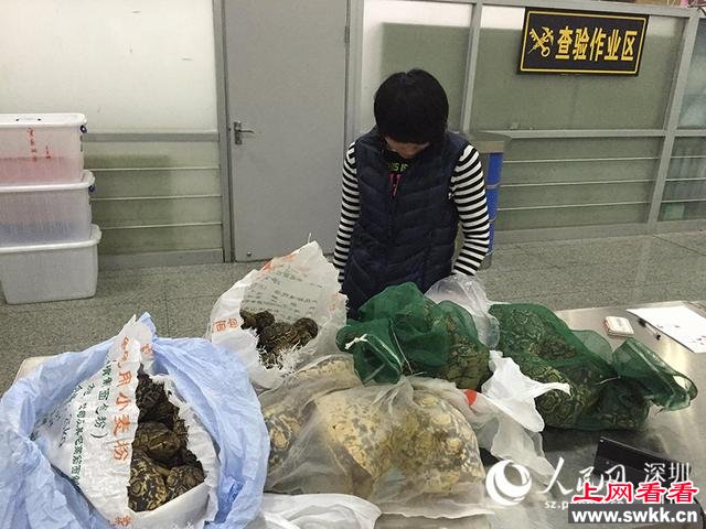 旅客背80只活体陆龟过深圳海关被查