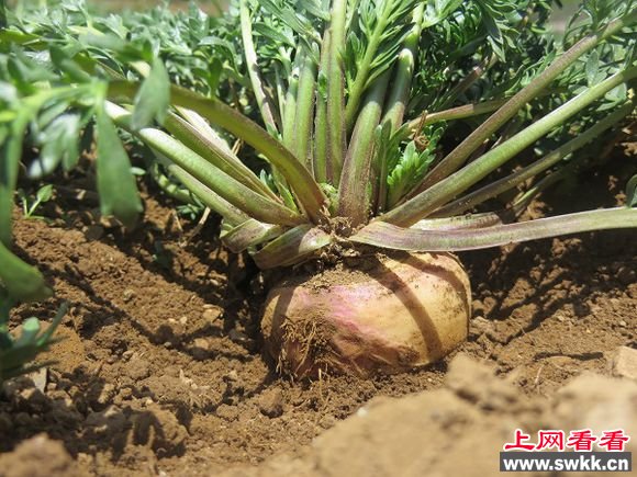 玛咖的功效及作用壮阳