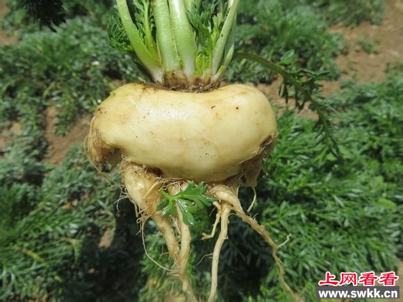 玛咖的吃法玛咖怎么吃？