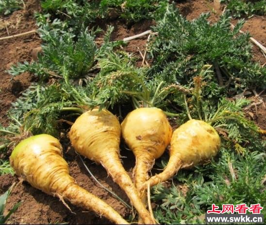 玛咖的吃法玛咖怎么吃？