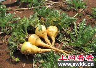 玛咖的吃法玛咖怎么吃？