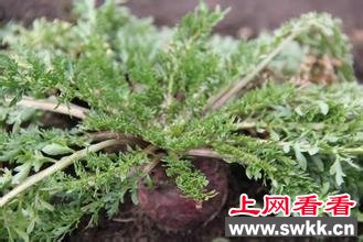 玛咖的吃法玛咖怎么吃？