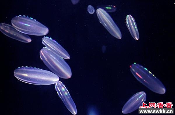 会发光的彩虹水母