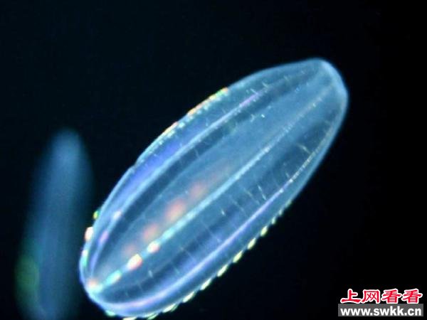 会发光的彩虹水母