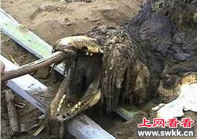震惊了!工人修路竟挖出千年真龙 揭秘真龙现身灵异事件