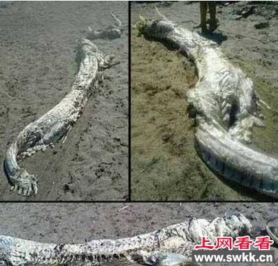 震惊了!工人修路竟挖出千年真龙 揭秘真龙现身灵异事件