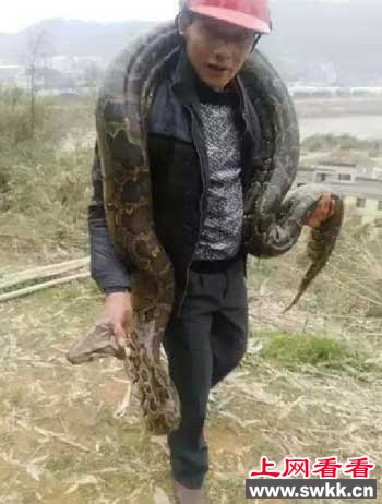 工地现超级大蟒蛇
