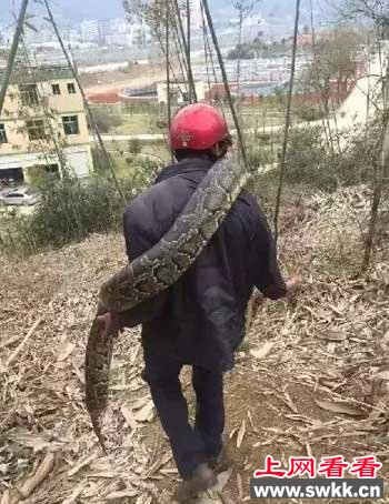 工地现超级大蟒蛇