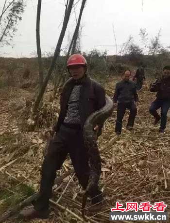 工地现超级大蟒蛇