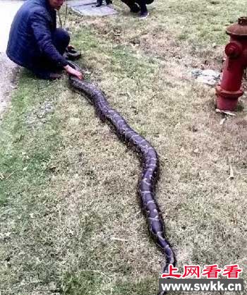 工地现超级大蟒蛇