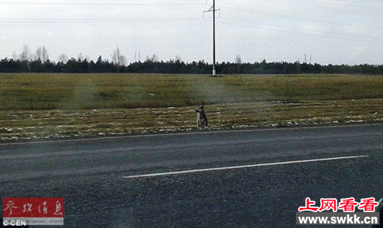 忠犬不畏严寒守候一年 等待死去主人归来