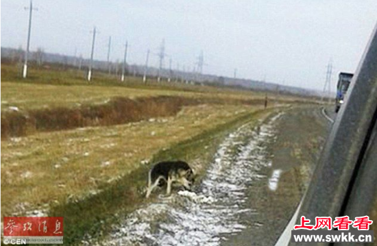 忠犬不畏严寒守候一年 等待死去主人归来