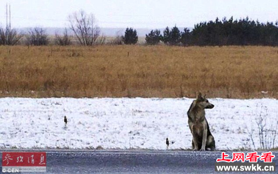 忠犬不畏严寒守候一年 等待死去主人归来