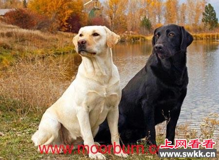 价格,贵宾