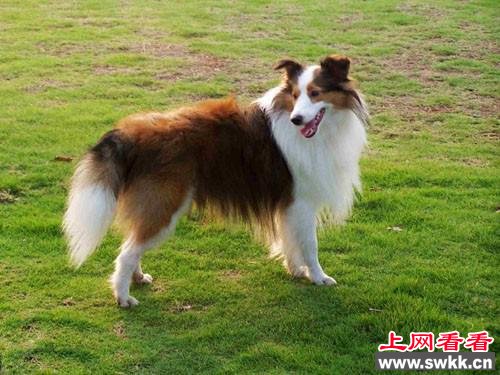 牧羊犬,价格
