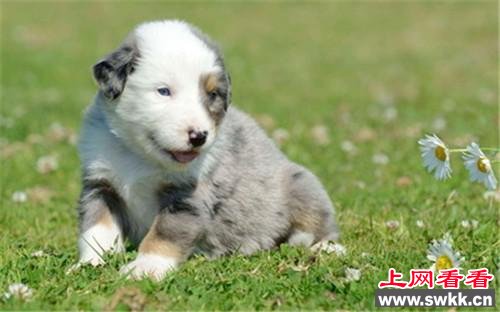 牧羊犬,价格