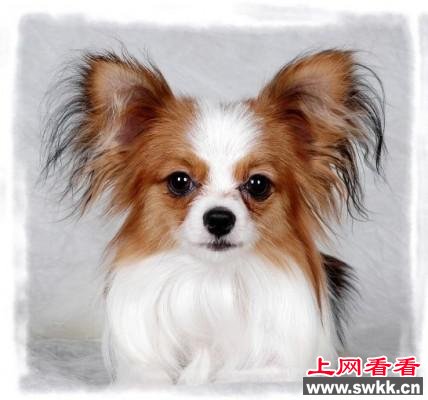 贵宾,参考
