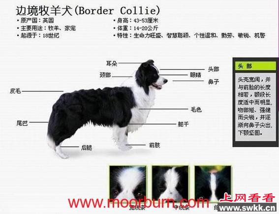 牧羊犬,价格