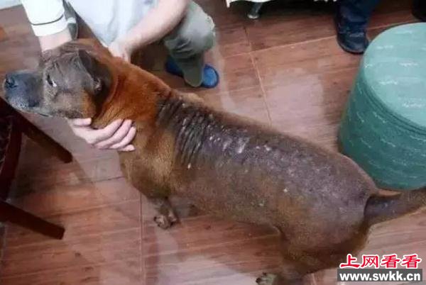 看哭了！“她”宁愿被几个小伙用烟头烫也不离开，只为了…