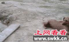 看哭了！“她”宁愿被几个小伙用烟头烫也不离开，只为了…