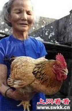 老母鸡已活27年？盘点那些真正长寿的动物